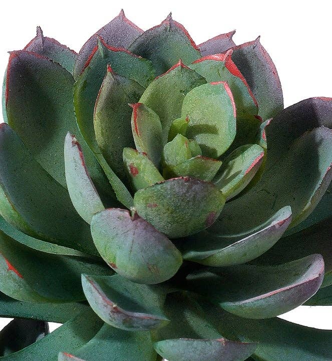Triple Spoon Succulent Plant - 2 color options
