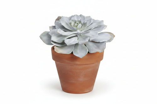 8 in H x 14 in D Echeveria Pick Gray Green