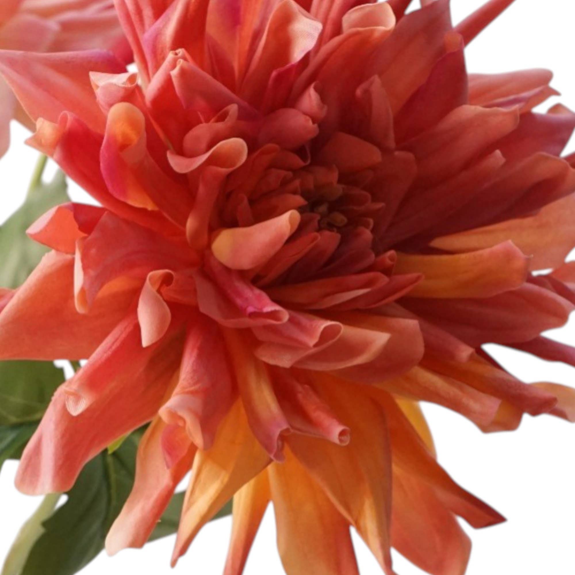 Designer’s Pick Real Touch Dahlia Large Bloom