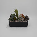 Needle Stonecrop and Echeveria Succulent Tray