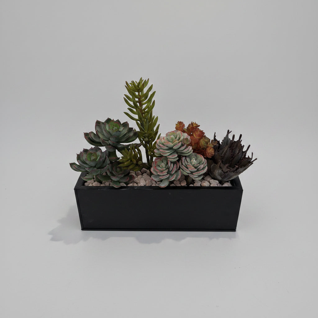 Needle Stonecrop and Echeveria Succulent Tray