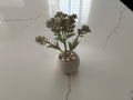 Sage Green Flowering Succulent in Mini Pot