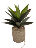 Agave Plant with 19 Leaves in a Cement Cachepot with Diamond Embossed Pattern