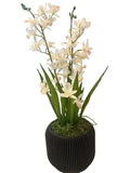 Orchids in Black Modern Cachepot 20.5-inch
