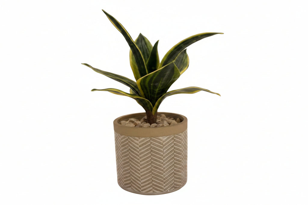 Sansevieria Plant in Cement Pot with Chevron Pattern
