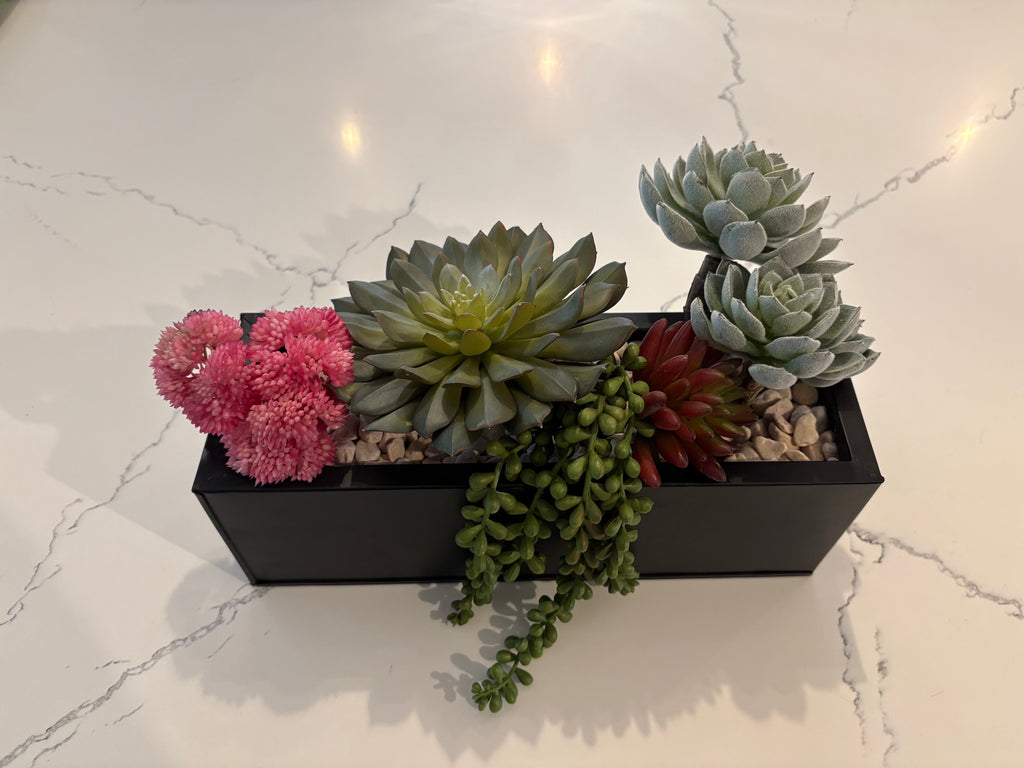 Succulent Tray with Echeveria and Pearls