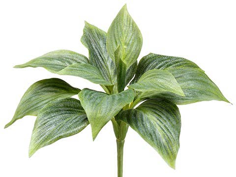 Hosta Bush Green | 8"
