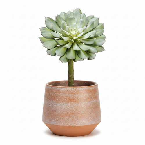 9-inch H x 6-inch D Echeveria Pick Green Gray