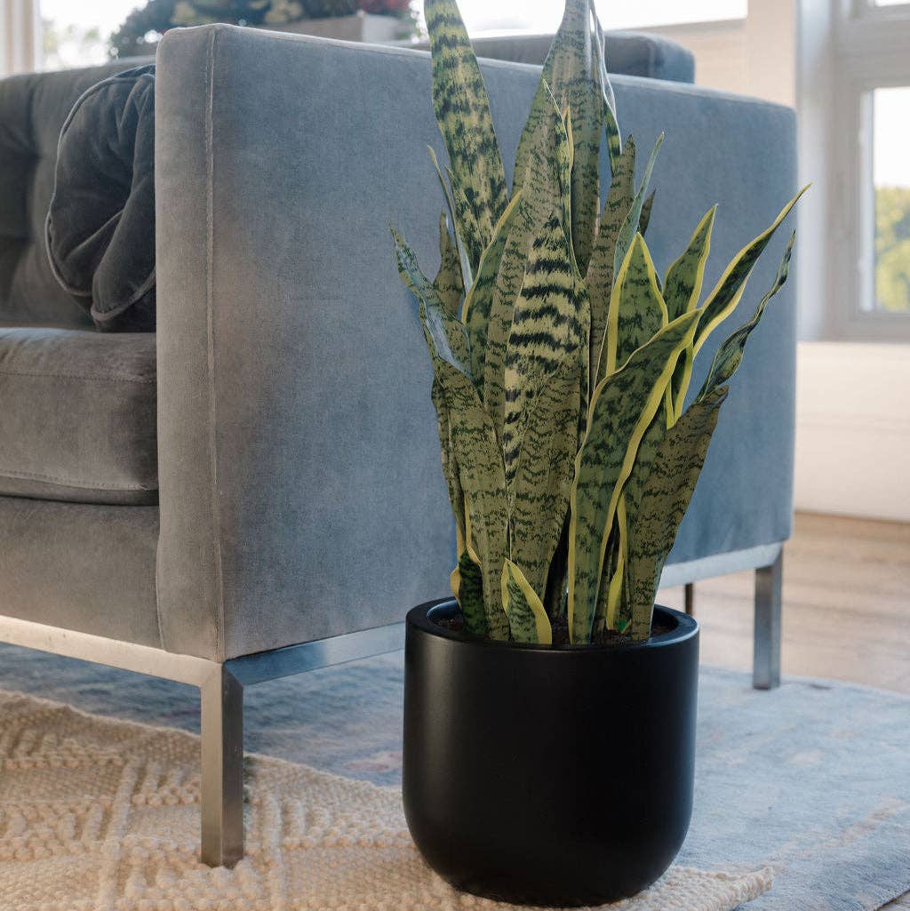 Faux Snake Plant, Potted, Black, 30 in