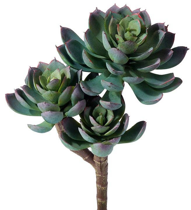 Triple Spoon Succulent Plant - 2 color options