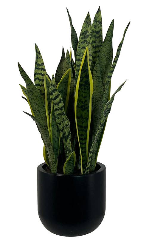 Faux Snake Plant, Potted, Black, 30 in