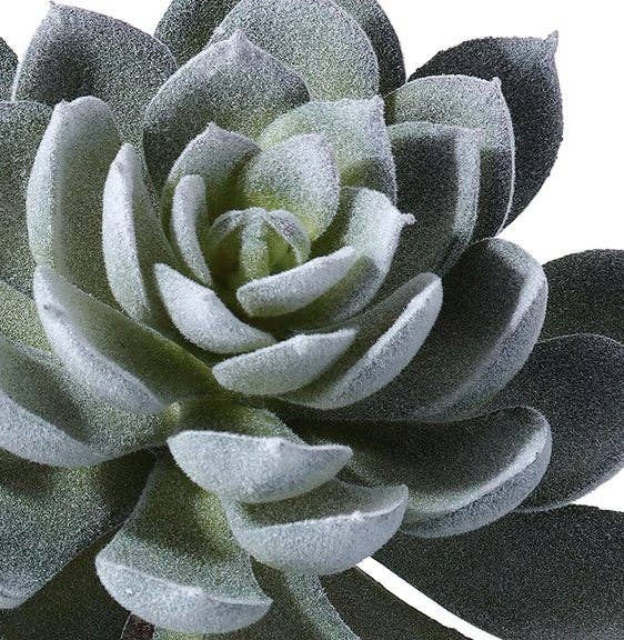 Triple Spoon Succulent Plant - 2 color options