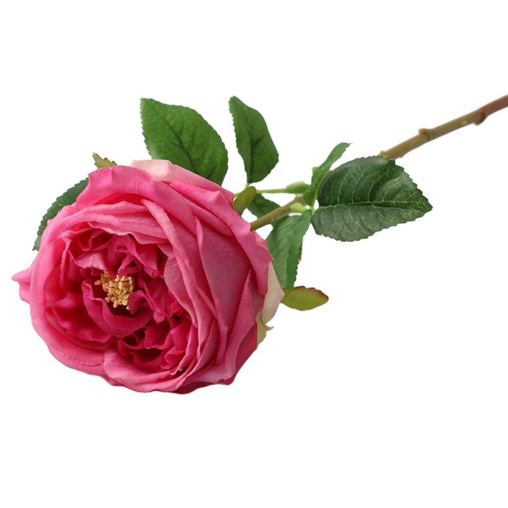 17" or 24"Premium Real touch English Austin Cabbage Rose Stem