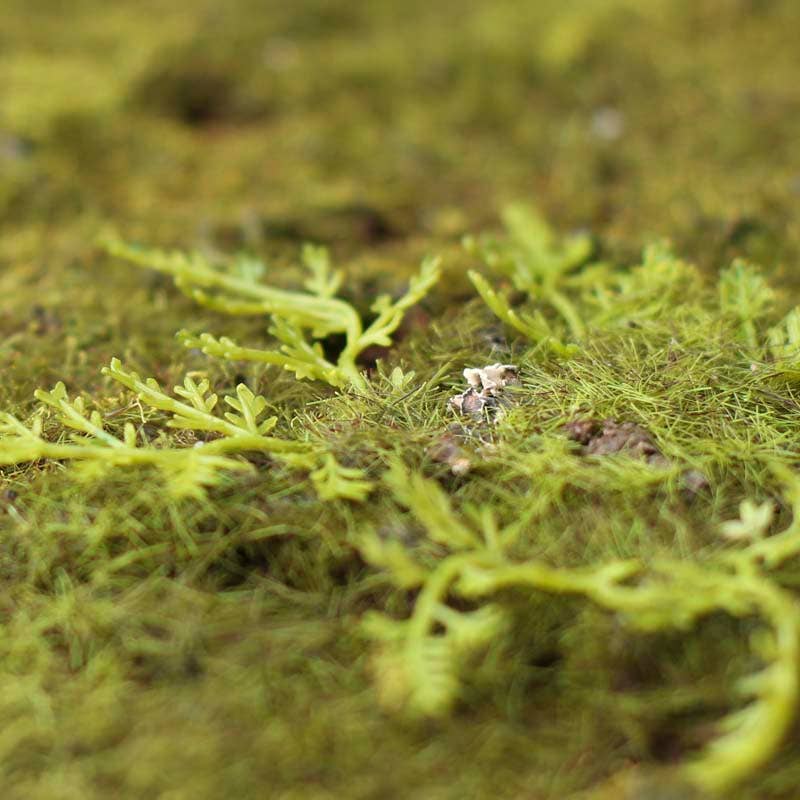 The Spotted Donkey artificial green grass and moss mat for miniature landscapes, crafts, and floral displays.