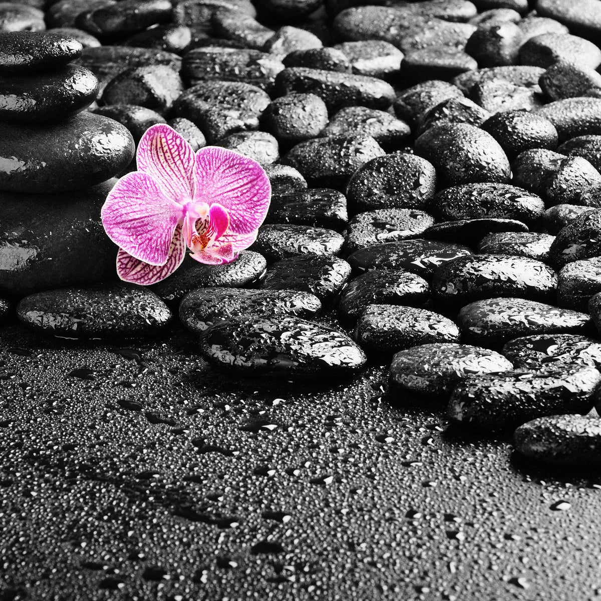 The Spotted Donkey black decorative river rocks with a vibrant pink orchid flower for garden or home decor
