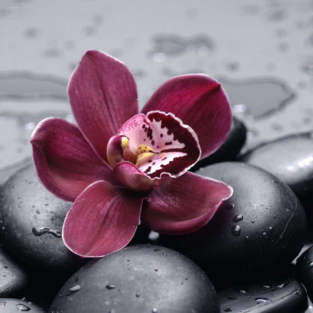 The Spotted Donkey black decorative river rocks with a vibrant purple orchid flower for spa or garden decor