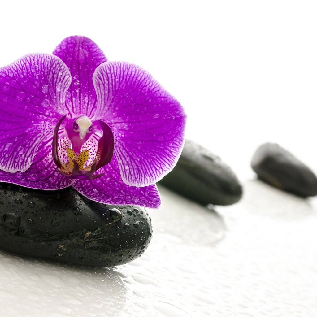 The Spotted Donkey black river rocks with a vibrant purple orchid flower, perfect for decorative plant displays.