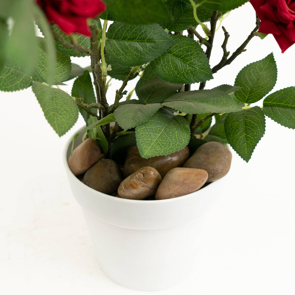 The Spotted Donkey multi-color polished river rocks used as decorative soil cover in a white potted rose plant.