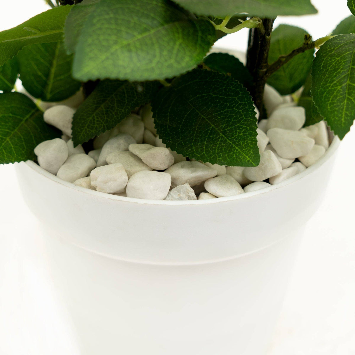 The Spotted Donkey white river rock pebbles used as decorative soil cover in a white potted plant