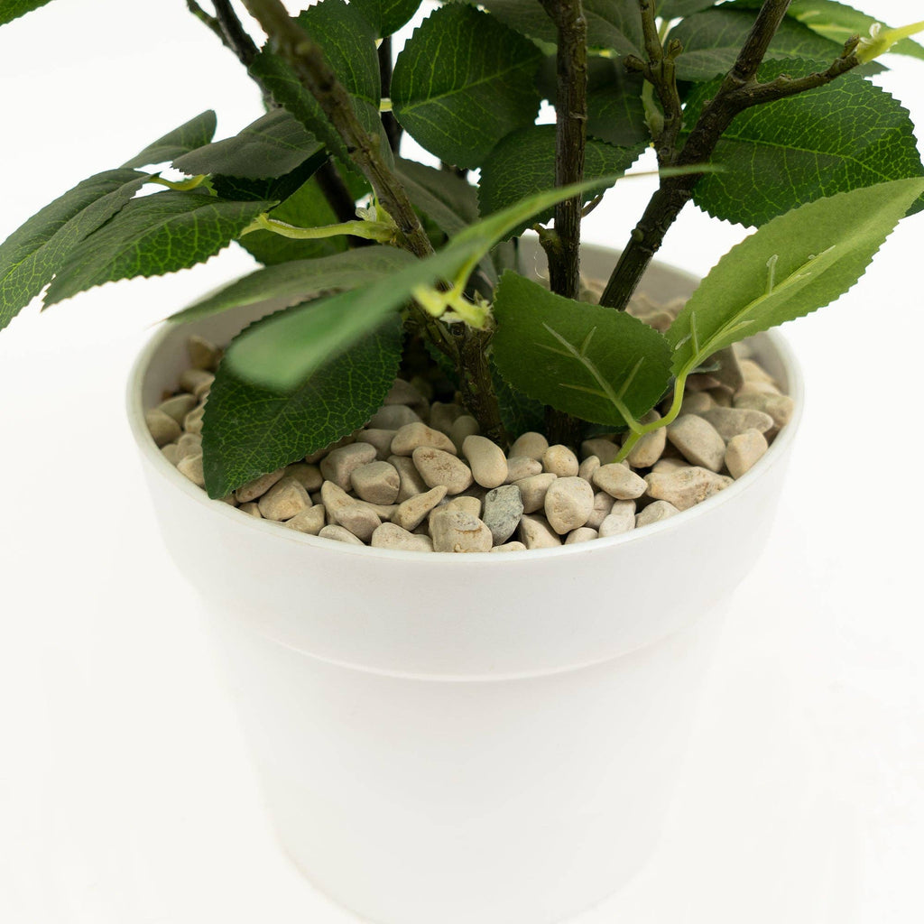 The Spotted Donkey natural white river rock pebbles used as decorative soil cover in a white potted plant